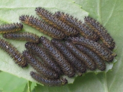 Apareophora forsythiae