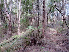 Phyllocladus trichomanoides