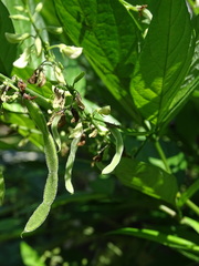 Ohwia caudata