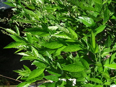 Ohwia caudata