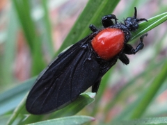Bibio rufiventris