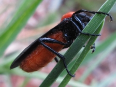 Bibio rufiventris