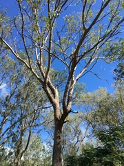 Eucalyptus raveretiana
