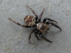 Salticidae