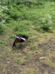 Branta ruficollis