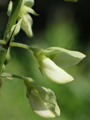 Ohwia caudata