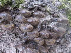 Cerogria janthinipennis