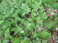 Trigonotis radicans sericea