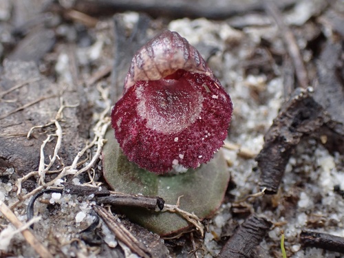 Corybas undulatus, 2026-07-31