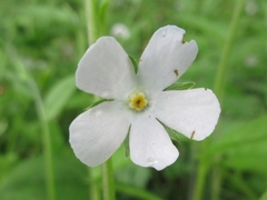 Trigonotis radicans sericea