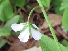 Trigonotis radicans sericea