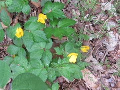 Hylomecon vernalis