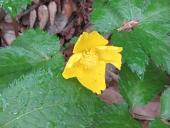Hylomecon vernalis