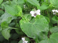 Viola arcuata