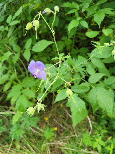 Meadow Crane's-bill