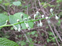 Styrax obassia