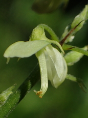 Ohwia caudata