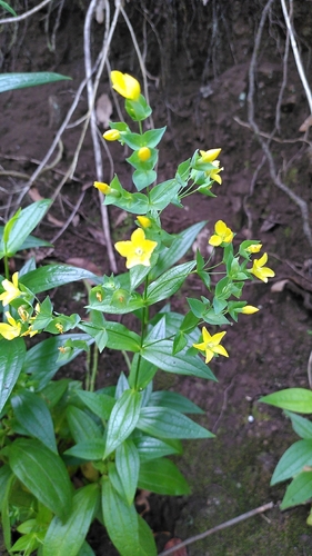 Ixanthus viscosus