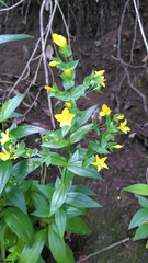 Ixanthus viscosus