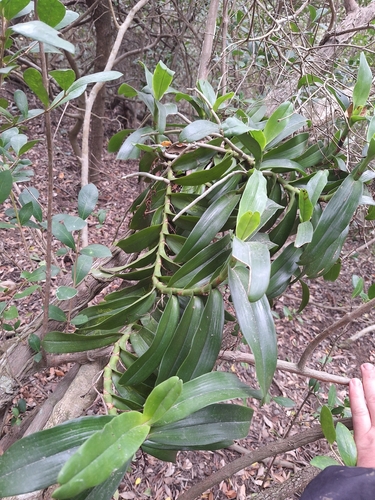 Cyrtorchis arcuata, photograph 2