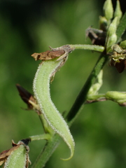 Ohwia caudata