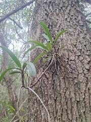 Cyrtorchis arcuata