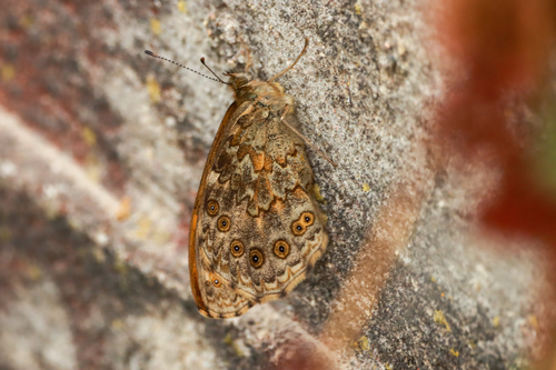 Wall Brown