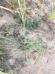 Eragrostis interrupta