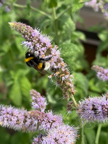 Buff-tailed Bumble Bee