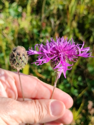 Greater Knapweed