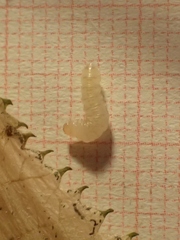 Phyllonorycter issikii