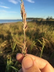 Eragrostis interrupta