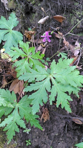 Geranium reuteri, photograph 2