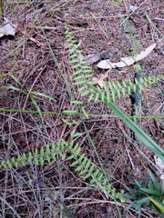 Gleichenia microphylla