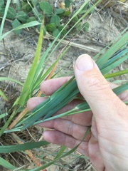 Eragrostis interrupta