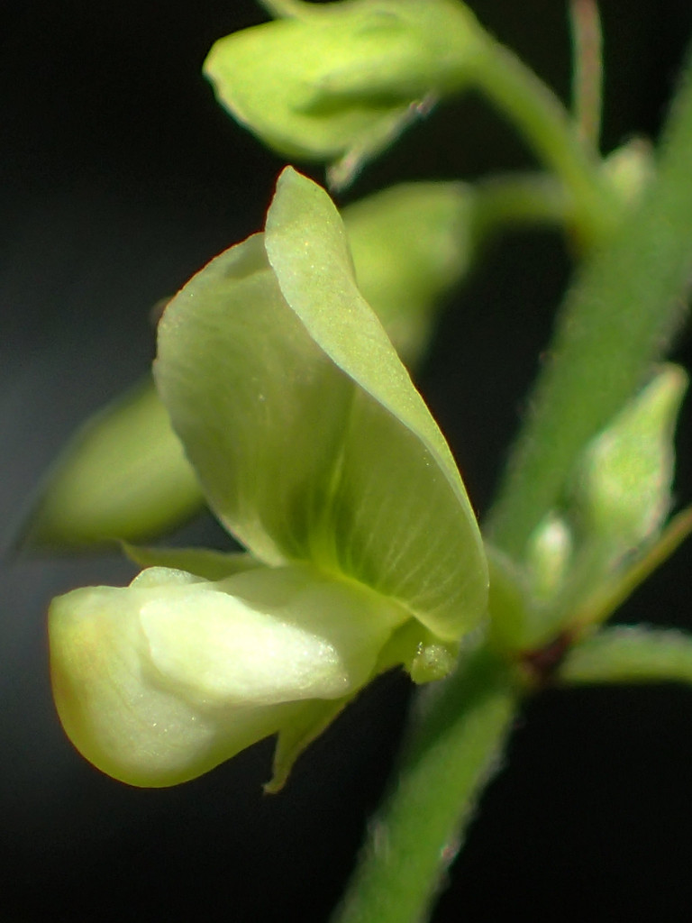 Ohwia caudata (Ohwia caudata)