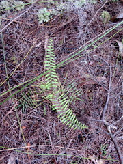 Gleichenia microphylla