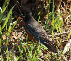 Turdus migratorius