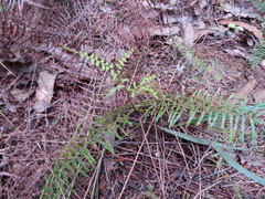 Gleichenia microphylla