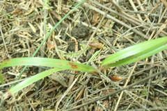 Dianella nigra