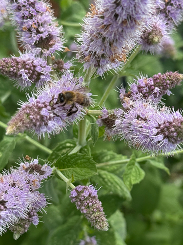 Western Honey Bee