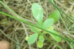 Coprosma lucida