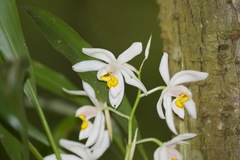 Coelogyne punctulata