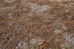 Pteridium latiusculum japonicum
