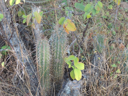 Xiquexique gounellei, photograph 2