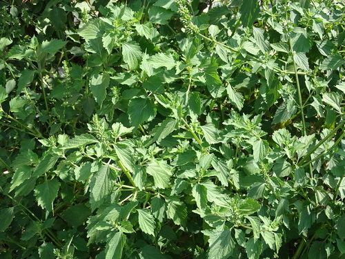 Anisomeles indica