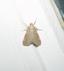 Hypsopygia binodulalis