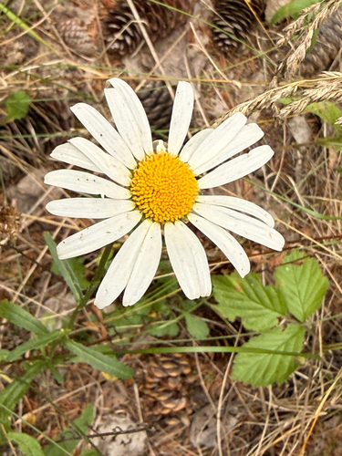 Leucanthemum ircutianum, photograph 4