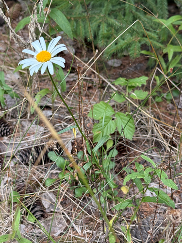 Leucanthemum ircutianum, photograph 5