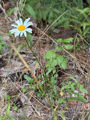 Leucanthemum ircutianum, photograph (c) Мария Стрельникова, some rights reserved (CC BY)